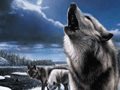 Steppenwolf 8 Game